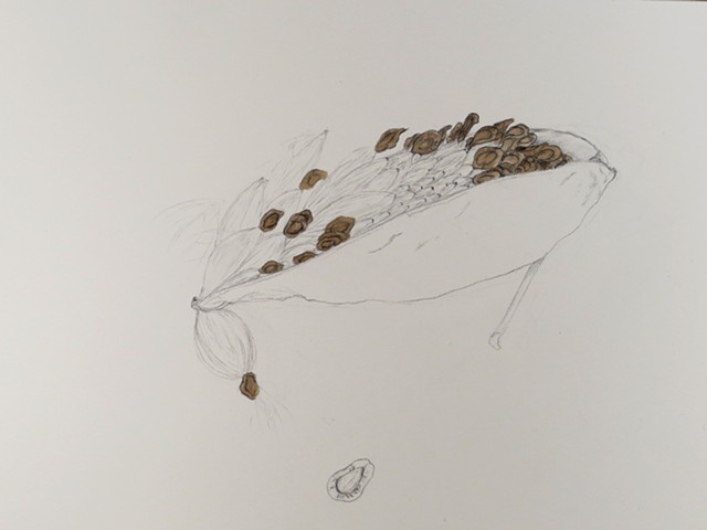 graphite and walnut ink drawing of a dried milkweed seed pod, winter natural history study by Chelsea Clarke