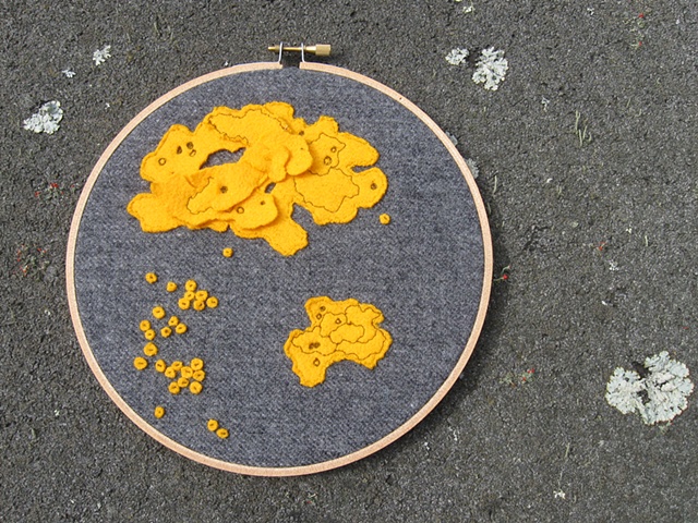 yellow lichen botanical artwork by chelsea clarke