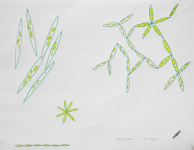 Nitzchia ice algae diatom, arctic plankton marine biology drawing by Chelsea Clarke