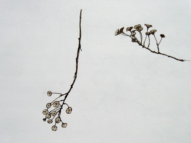 pen and colored pencil botanical drawing by Chelsea Clarke