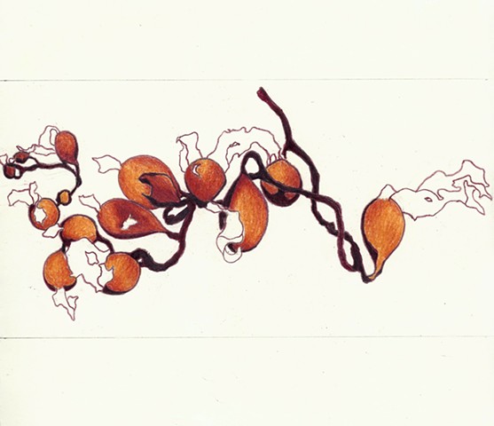 colored pencil drawing of seaweed by Chelsea Clarke