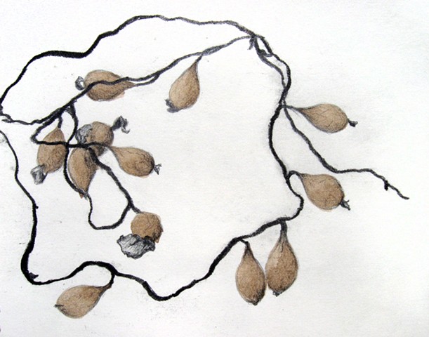 graphite and ink nature study of bladder wrack seaweed by Chelsea Clarke