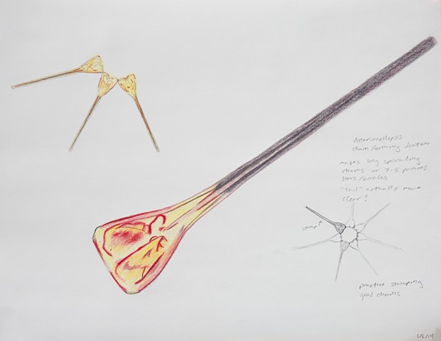red and yellow asterionellopsis diatom drawing by Chelsea Clarke