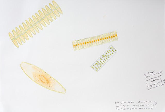 phytoplankton chaining diatoms drawing by Chelsea Clarke