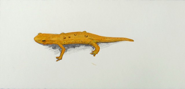 Graphite and colored ink drawing or an orange red eft from Mt Monadnock in New Hampshire, by Chelsea Clarke