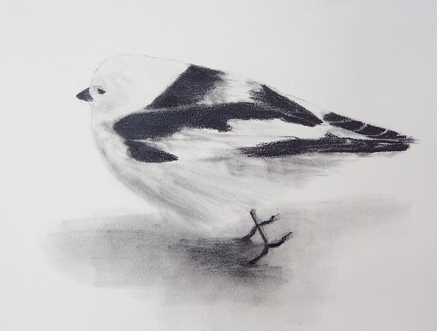 graphite snow bunting drawing from the arctic tundra by Chelsea Clarke