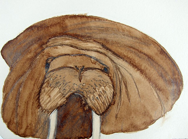 Mixed media drawing of a floating walrus in the Chukchi Sea off Alaska. Walnut ink on rives BFK printmaking paper by Chelsea Clarke