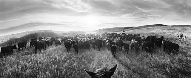 My Ranching Life by Jean Laughton