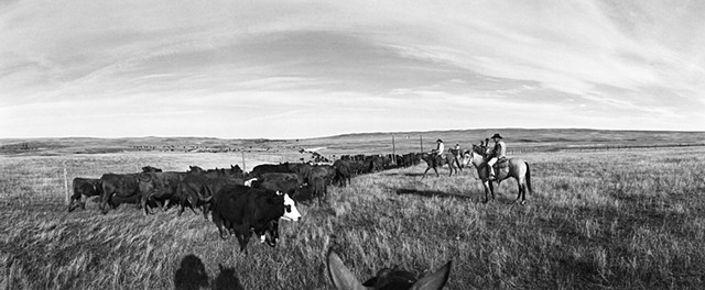 My Ranching Life by Jean Laughton
