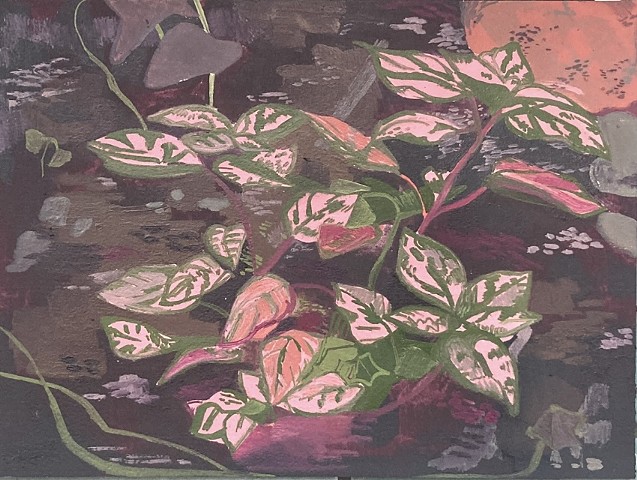 pink polka dot plant