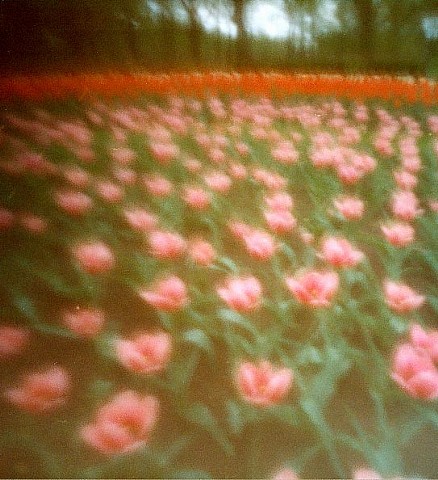 Tulip field