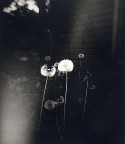 dandelion seedheads, plastic Diana camera