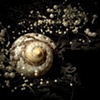 Shell with Pearls