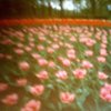 Tulip field