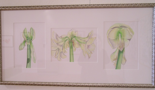 Three stages of amaryllis bloom framed together