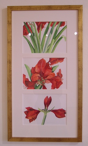 Red Amaryllis, Triptych
