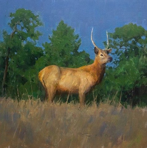 Devin Michael Roberts Artist Wildlife Art Elk Landscape Painting 