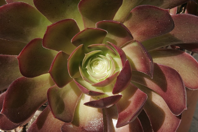Succulents