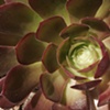 Succulents