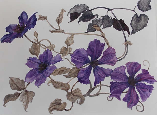 Donna Essig watercolor clematis