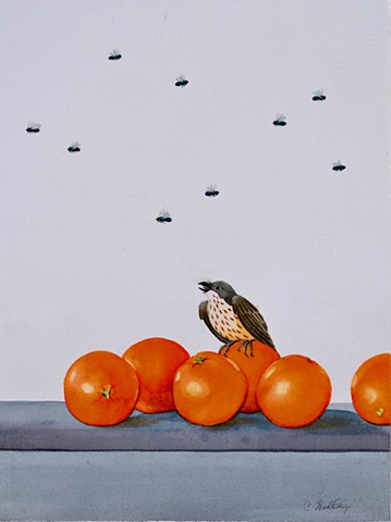 Flycatcher with oranges