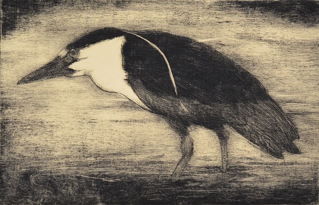 Black capped night heron