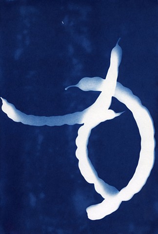 Cyanotype Photograms