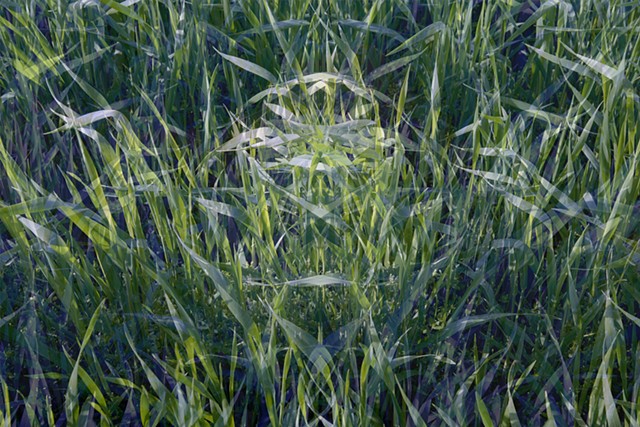 Rye Grass I
