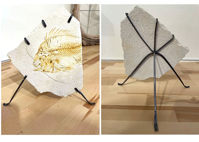 Frame Display for Fossil Fish Piece