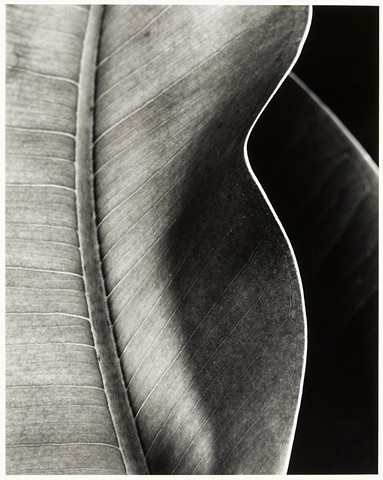 Untitled (Rubber Plant)