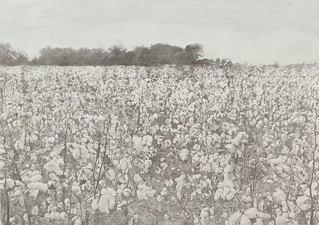 Black Fields: Cotton Made America Rich, Enslaved Labor Made it Possible