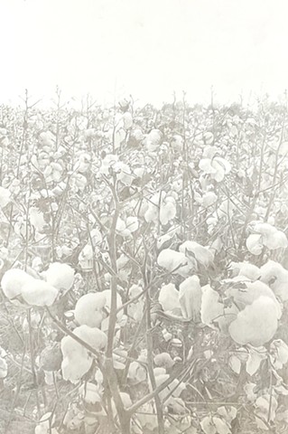 Black Fields: Tall Cotton