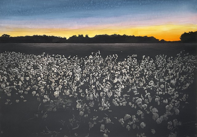 Black Fields: Cotton Sunset