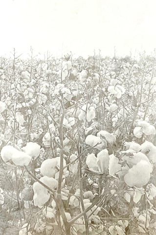 Black Fields: Tall Cotton