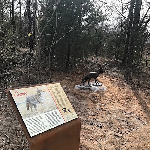 Coyote on the Trail 