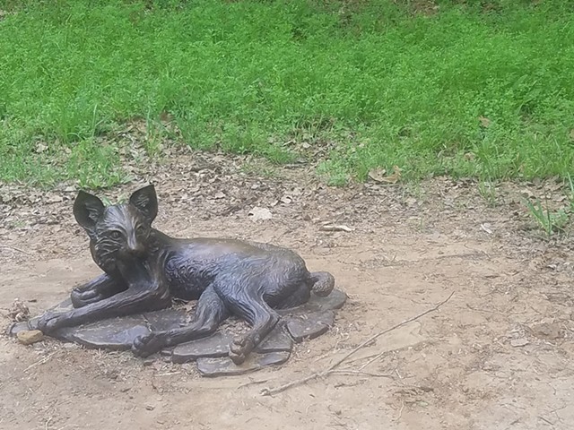Bobcat!  Super alert  from deep afternoon nap, must see a mouse or a lizard !  