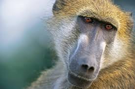 baboon