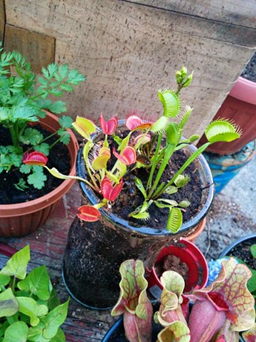 Carnivorous Plants