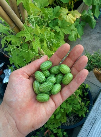 Miniature Watermelons?