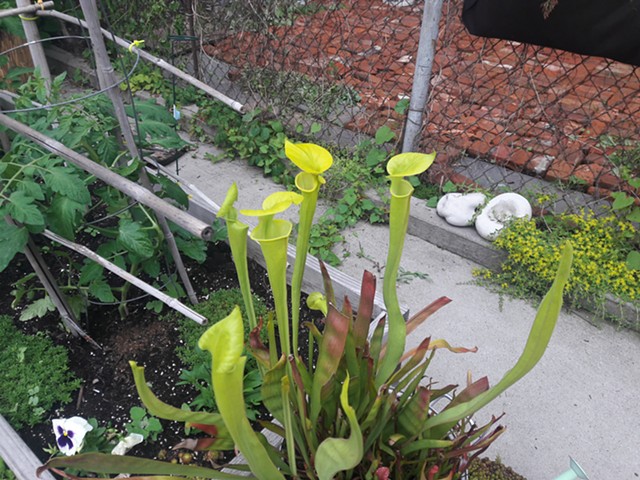 Pitcher Plants