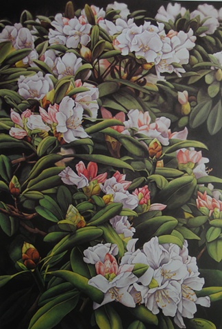 Longwood Rhododendrons-Print Only