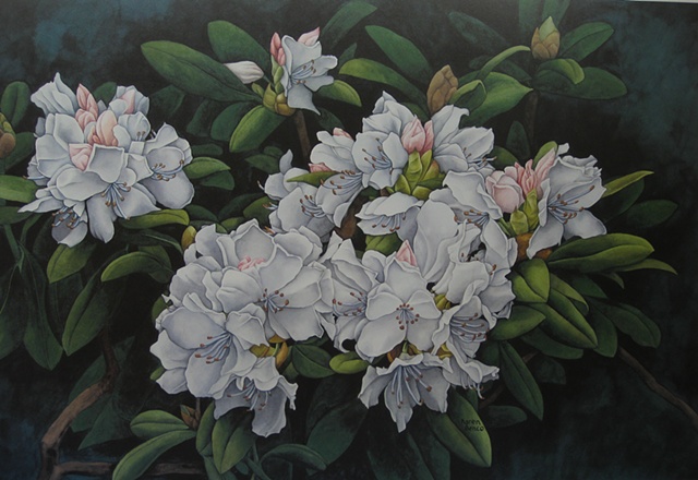 Rhododendron-Print Only