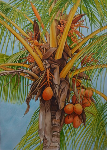 Palm Tree---Oahu, HI