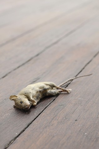 A dead mouse and a broken coffee machine (detail)