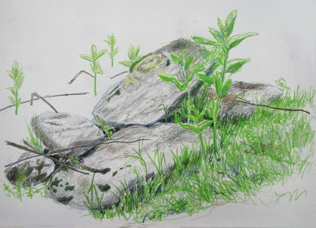 drawing of Milkweed and Rocks, Dolly Sods, WV by Chris Mona