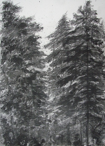 drawing of redwoods at Jedediah Smith Nat. Park, CA, by Chris Mona