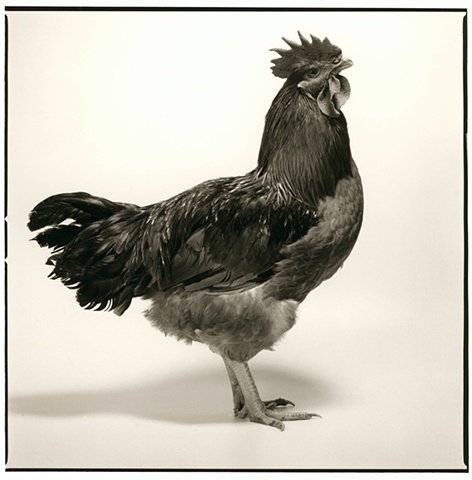 Photograph of a Rooster made by JoAnn Baker Paul in Steamboat Springs, Colorado