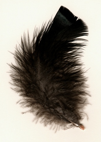  Photograph of turkey feather, feather, fine art, fine art print, Steamboat Springs, Colorado by JoAnn Baker Paul   
