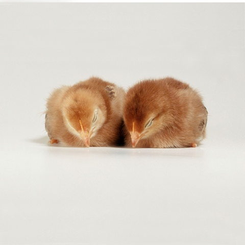 Photograph of baby chicks made in 2003 by JoAnn Baker Paul in Steamboat Springs, Colorado