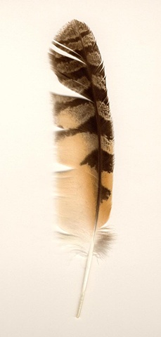 Photograph of Great Horned Owl feather, feather, fine art, fine art print, Steamboat Springs, Colorado by JoAnn Baker Paul   
